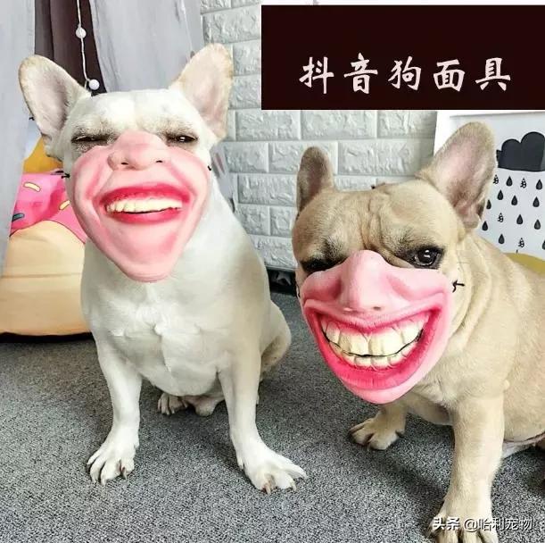 抖音狗狗颜值排行前十的狗,盘点抖音最火宠物狗