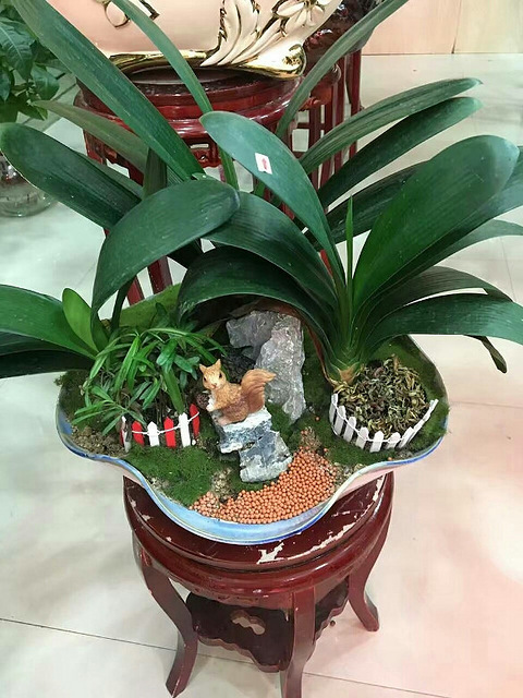 养君子兰的植料跟兰花的一样吗,什么品种君子兰好养又好看