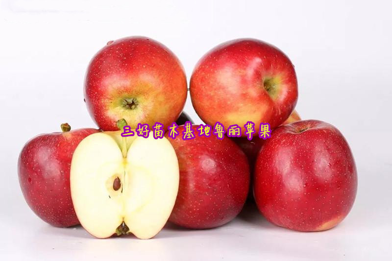 苹果苗新品种鲁丽成熟时间,鲁丽苹果苗短枝与长枝区别