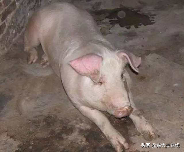 猪发烧并急性死亡是什么原因,猪尖叫喘气死亡原因
