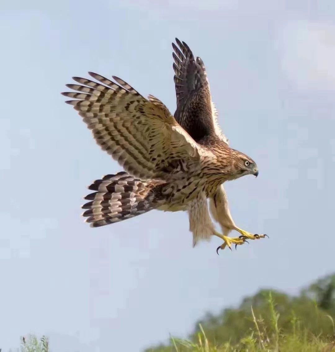 天空霸主鹰傲天,天空霸主
