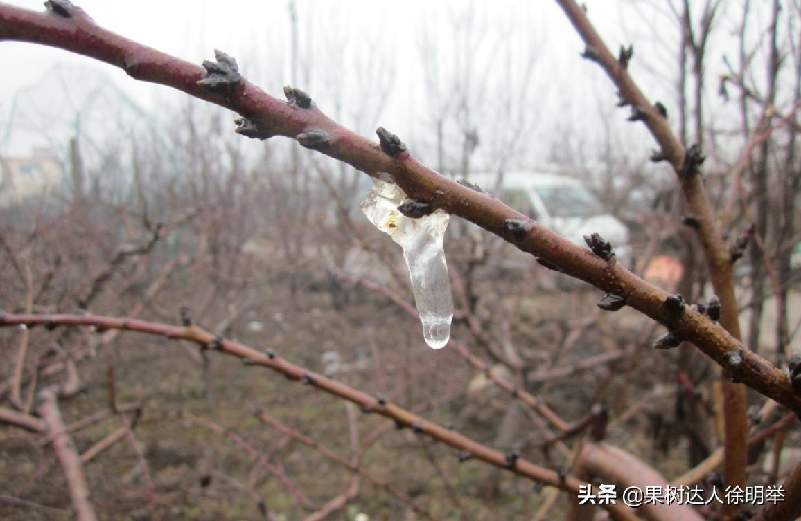 桃树流胶病最有效的防治方法,丁香菊酯能防治桃树流胶病吗