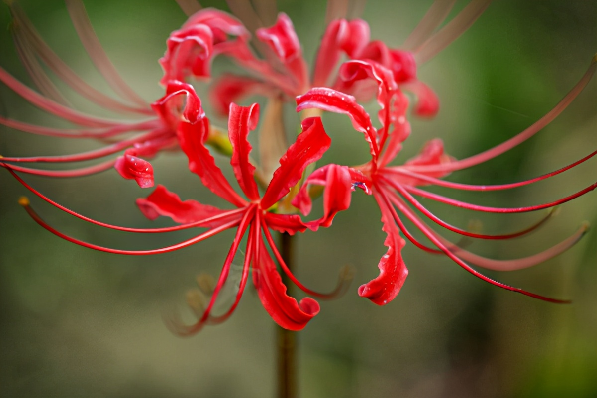 彼岸花可以带叶子栽吗,彼岸花的叶子可以吃吗