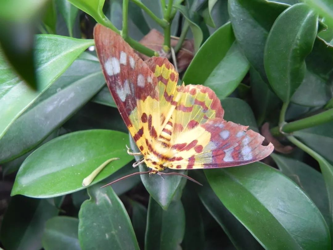 传说中的蛊虫真的有吗,传说中的扑棱蛾子