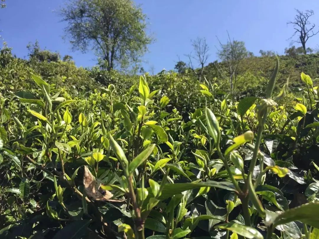 29岁不当记者，追随德国老公守护雨林，两女儿宛如天使，可不上学