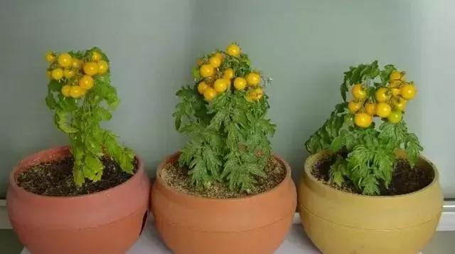 除蚊子的小妙招有哪些呢,每家每户备上一个蚊子克星