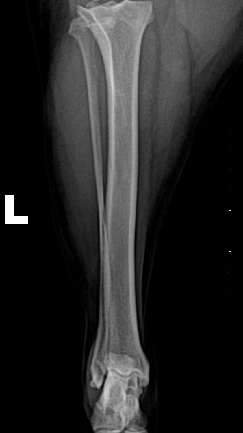狗狗喜欢追逐移动的东西,狗狗前十字韧带撕裂