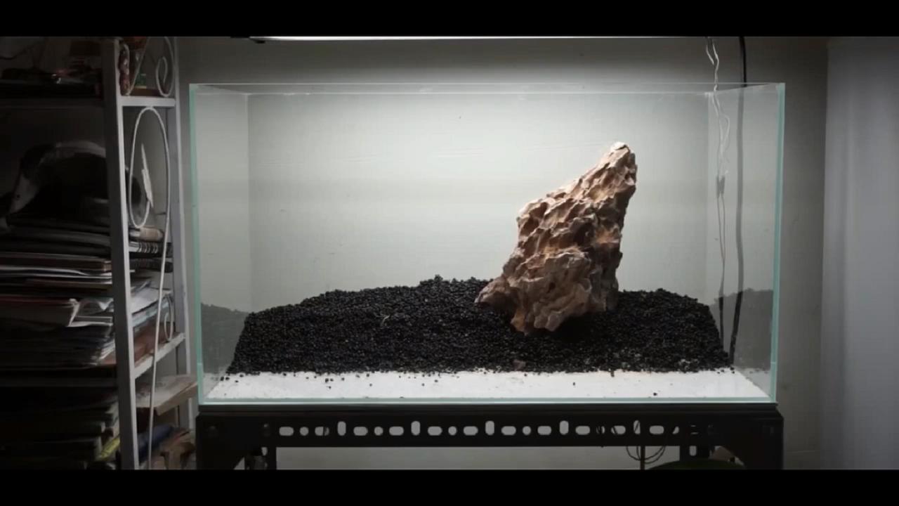 草缸皇冠水草造景,假山草缸水草造景