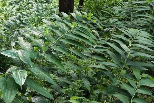 黄精种植技术和产量效益,黄精种植技术黄精种子亩产利润