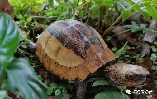 乌龟一年的生长速度,生长速度最快的乌龟
