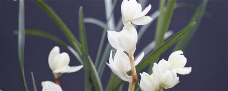 素冠荷鼎兰花唯美高清大图,素冠荷鼎兰花现在多少钱一苗