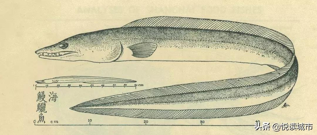 上海河道有什么好吃的鱼,上海好吃的鱼种有哪些鱼