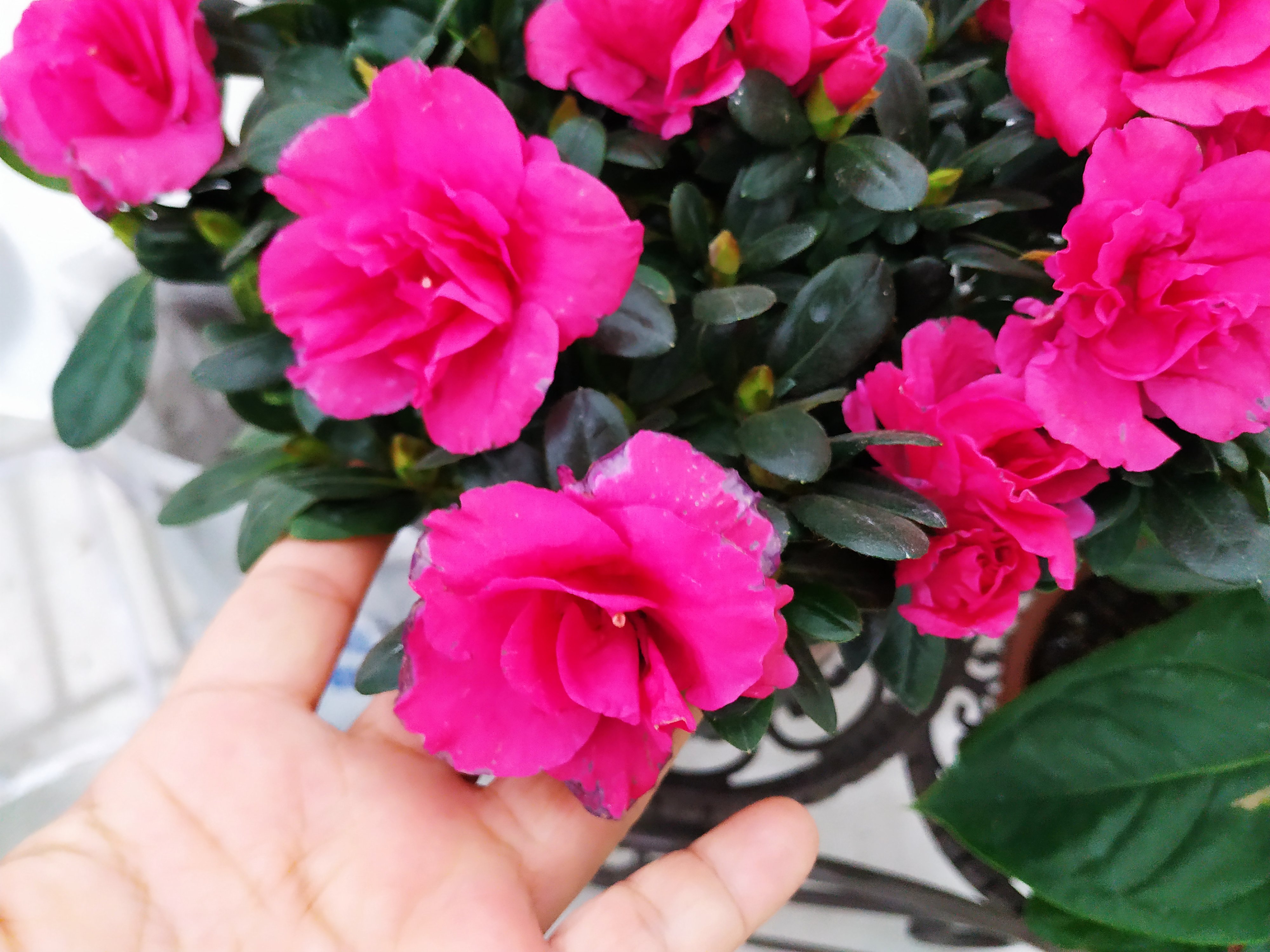 杜鹃花怎么养才会开得好,杜鹃花如何养才会长得更旺盛