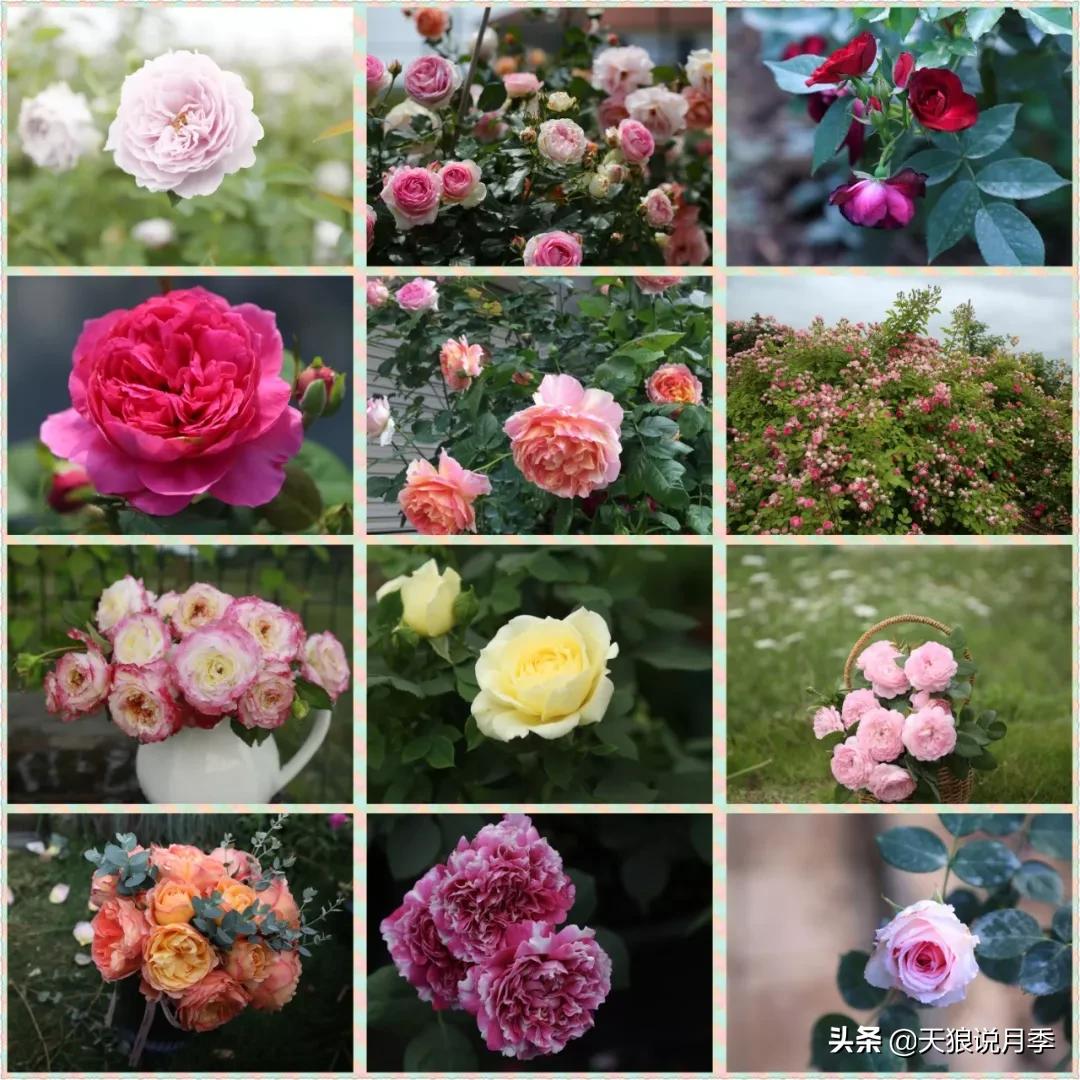 又一个十年,国产自育品种