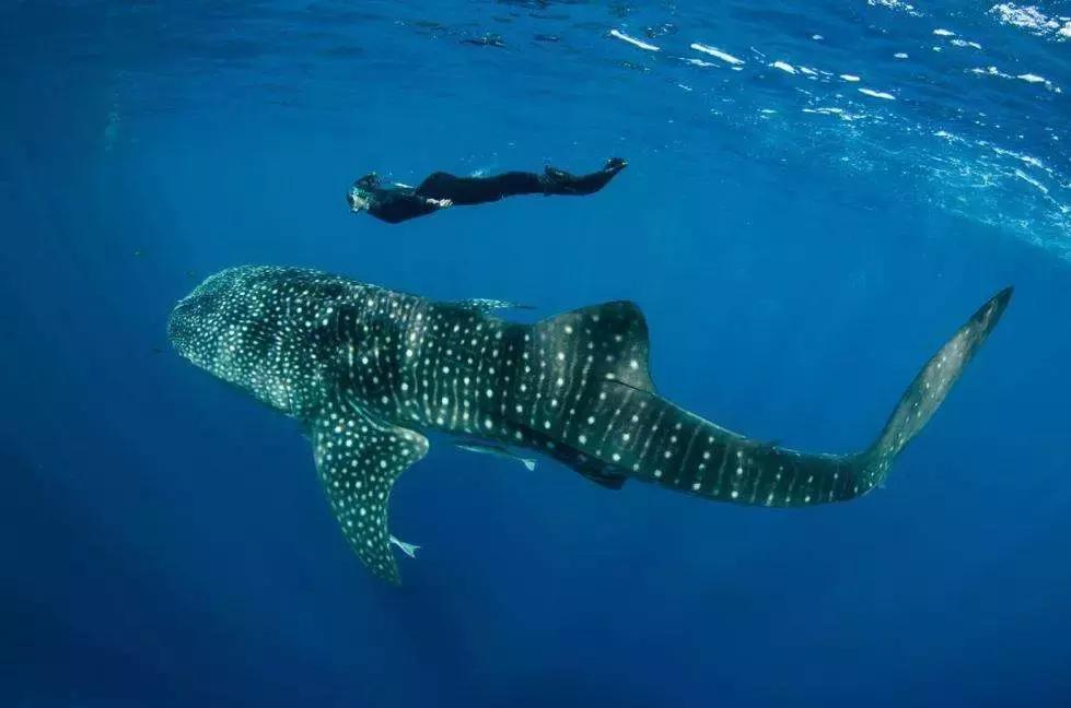 真正的君子是看透了人性,所谓君子是什么意思