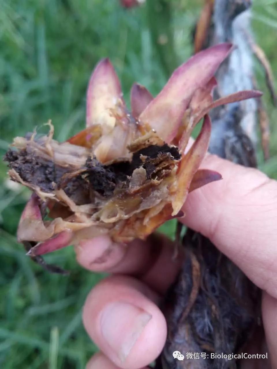 防治果树煤烟病用什么药,冬季果树炭疽病用什么药