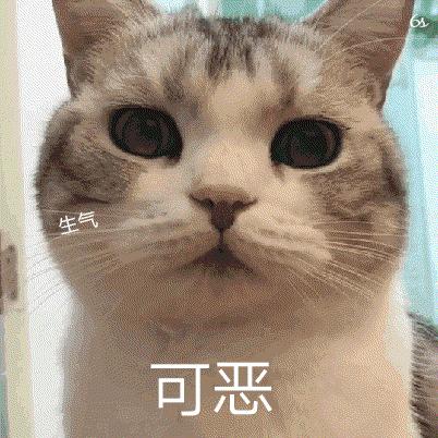 猫咪尿闭是什么原因导致的,猫咪尿闭的处理办法视频