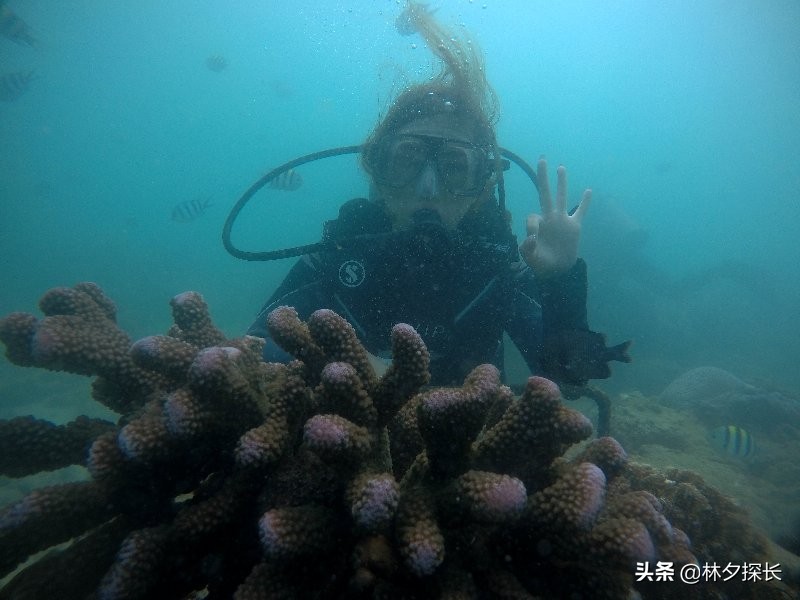 三亚蜈支洲岛潜水项目多少钱,三亚潜水岛有哪些
