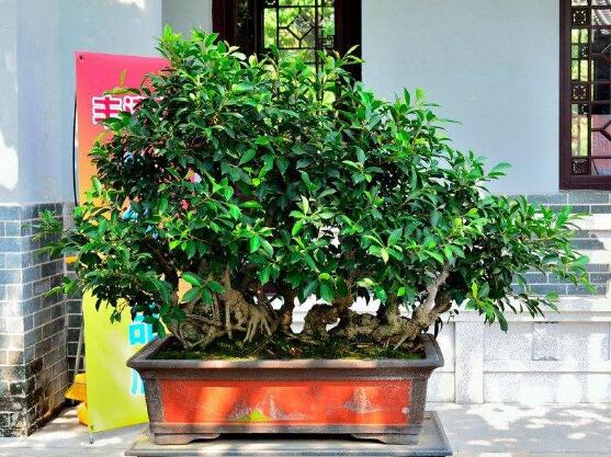 榕树烂根最好的处理方法,榕树烂根怎么救活