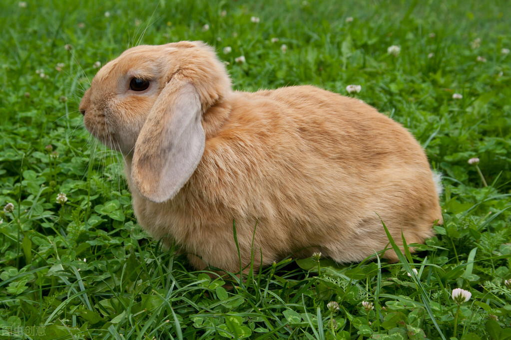 兔子脚底受伤了怎么办,兔子脚受伤是什么原因