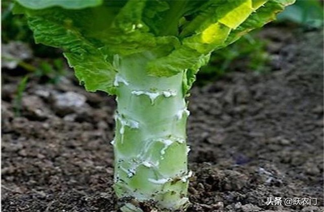 种植致富路,夏季大棚莴笋的种植技术