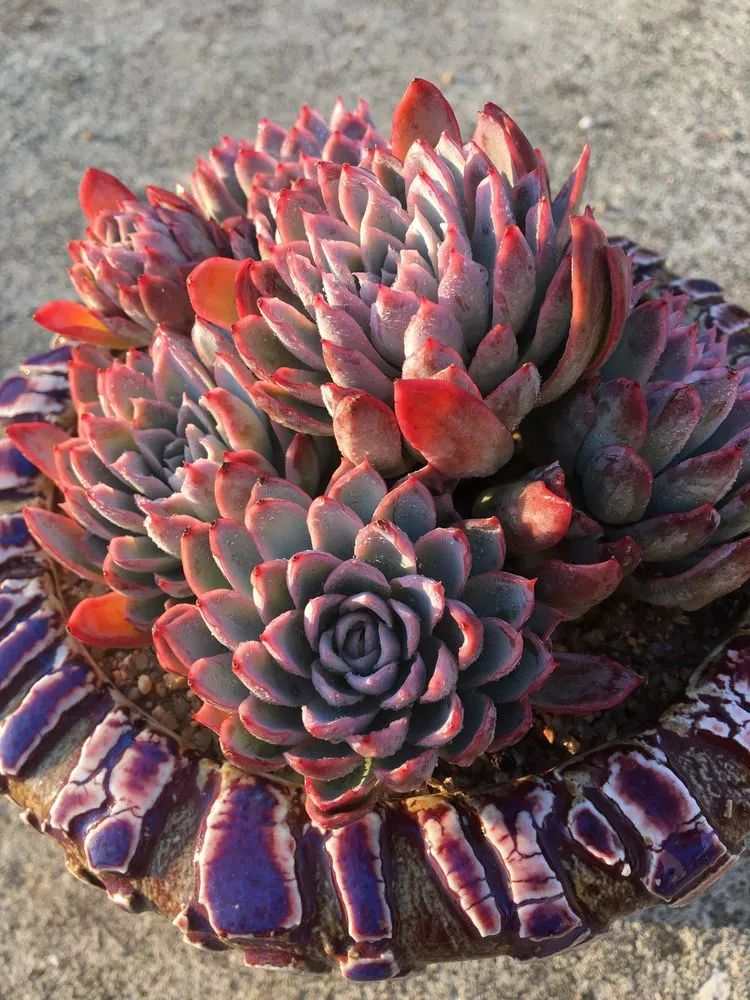 五颜六色的透明多肉,颜色超好看的多肉