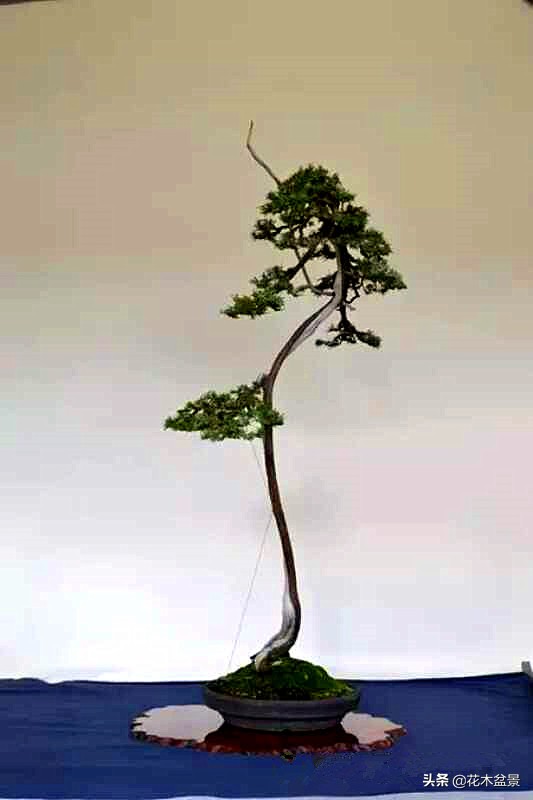 文人树盆景，宣泄一种情绪，吐露一种幽愤