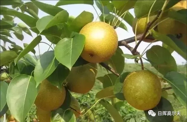 20个日本农场案例,日本最成功的主题农场