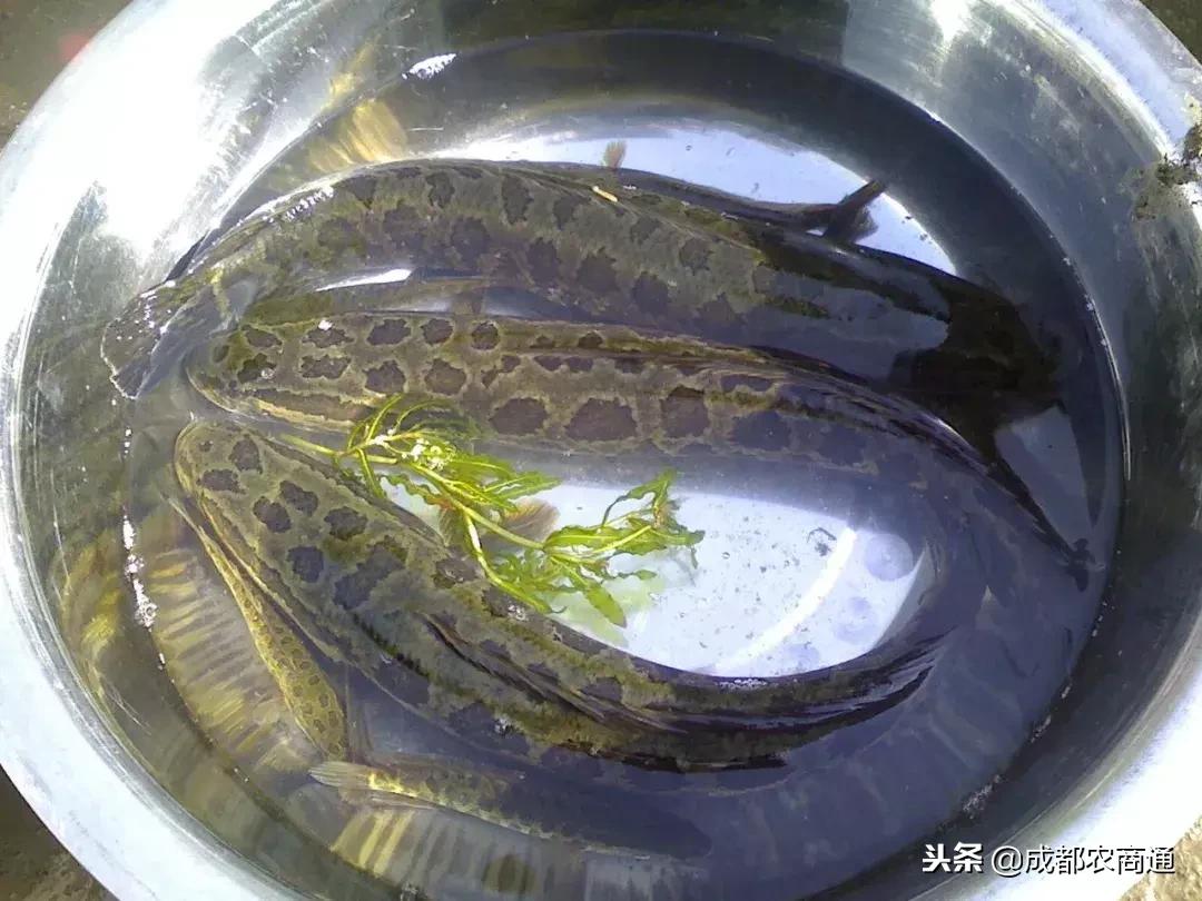 黑鱼怎么养殖,黑鱼苗的养殖技术