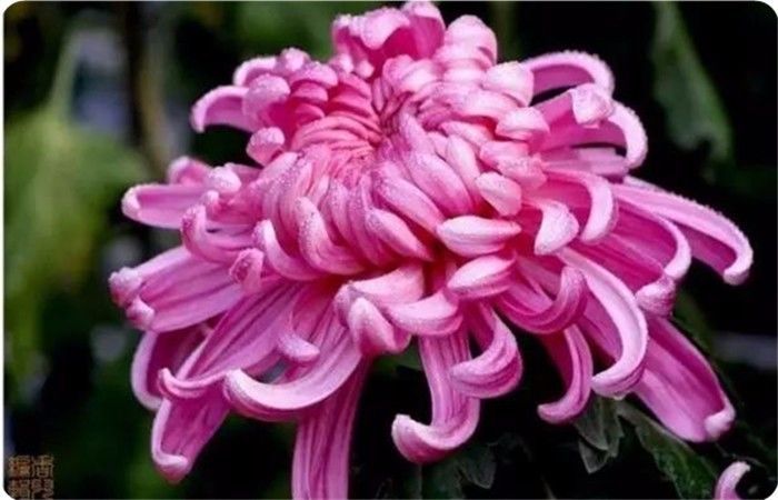 菊花100幅欣赏,菊花的十大绝美诗句