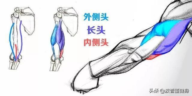 手臂又细又有肌肉线条怎么练,手臂强壮结实怎么练细