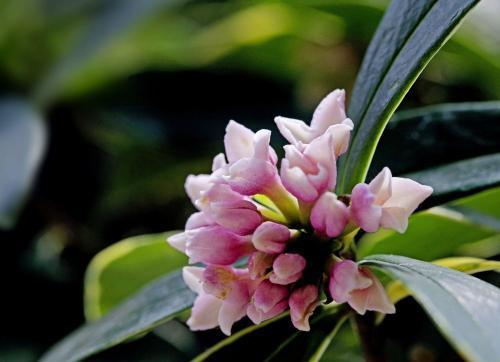 家里养了6种花,花香飘满屋,置身于大自然,心旷神怡