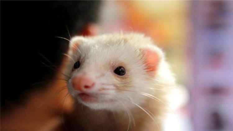 宠物貂可以活多少年,宠物貂能活多少年