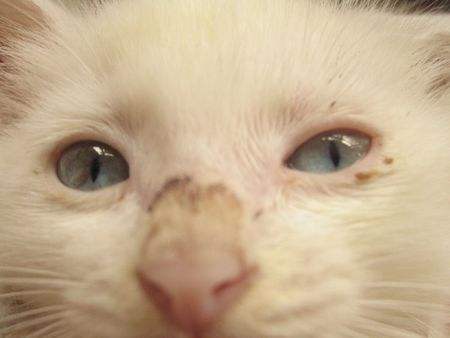 猫癣该怎么治疗能彻底,猫藓怎么样