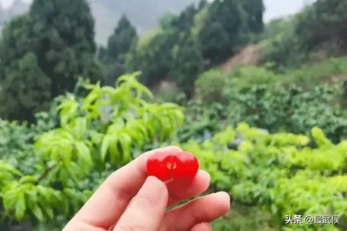 成都摘樱桃的地方不要门票,成都摘樱桃人少的地方