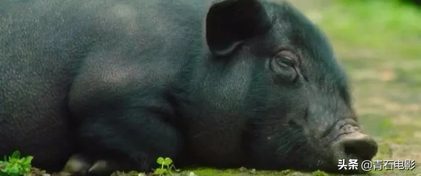 一点就到家电影评价,一点就到家是真实改编的吗