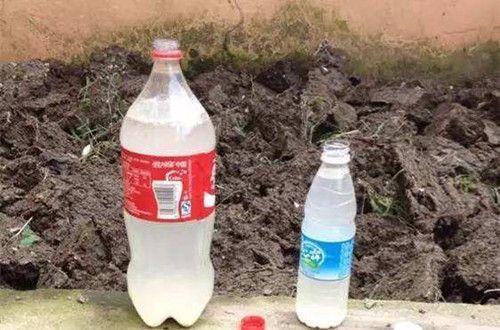 水养绿萝怎么养才能更旺盛小方法,水养绿萝的方法和技巧