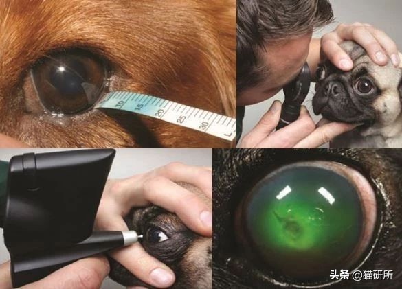 猫咪眼睛痒一直挠用什么眼药水,猫咪眼睛结膜炎怎么治疗