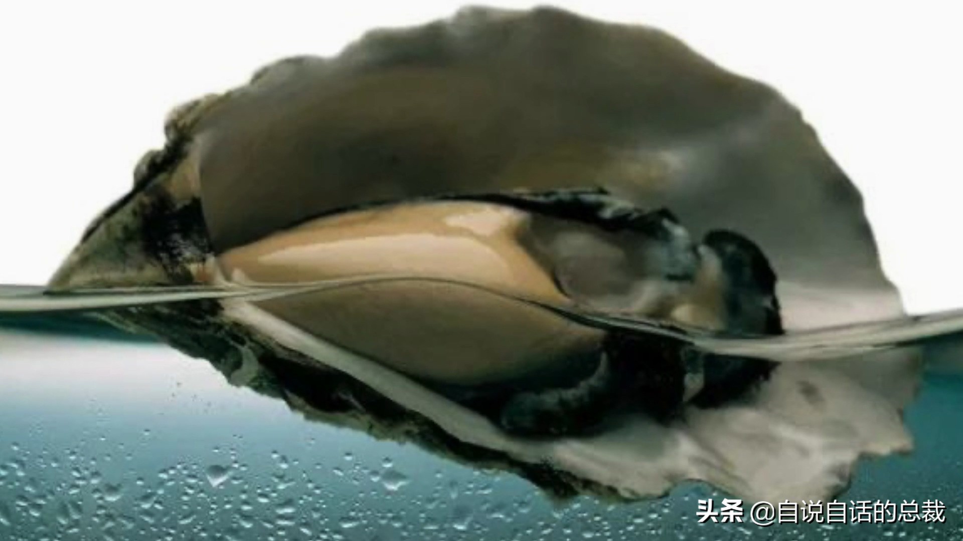 蛤、蚶、蛏、蚝、蚬有什么区别？这是一群美味海怪与人类的故事