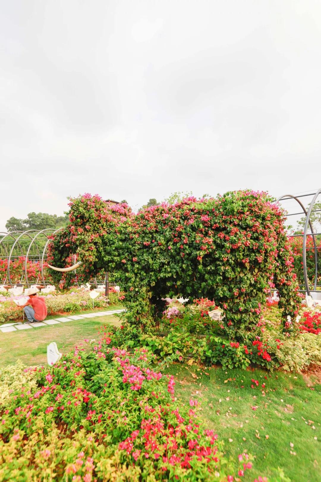 簕竹杜鹃谷公园,好看的杜鹃谷公园