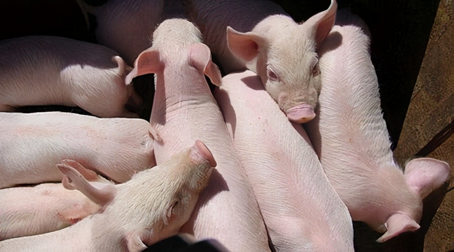 猪场育肥猪单纯咳嗽怎么治,猪场里发生咳嗽是怎么回事