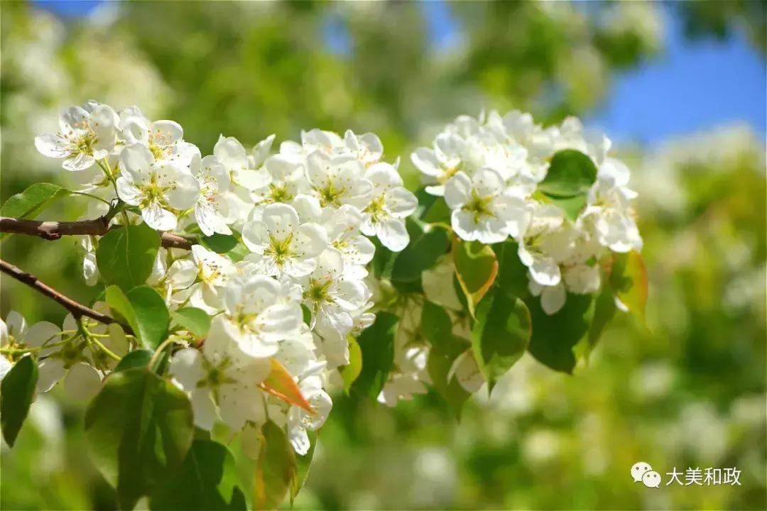 绿色和政春深夏浅风光好山美花浓待君来