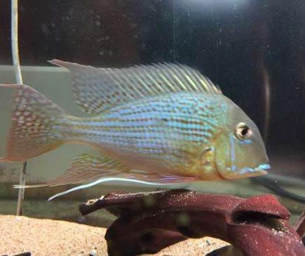 观赏鱼烂了,观赏鱼烂皮能治好吗