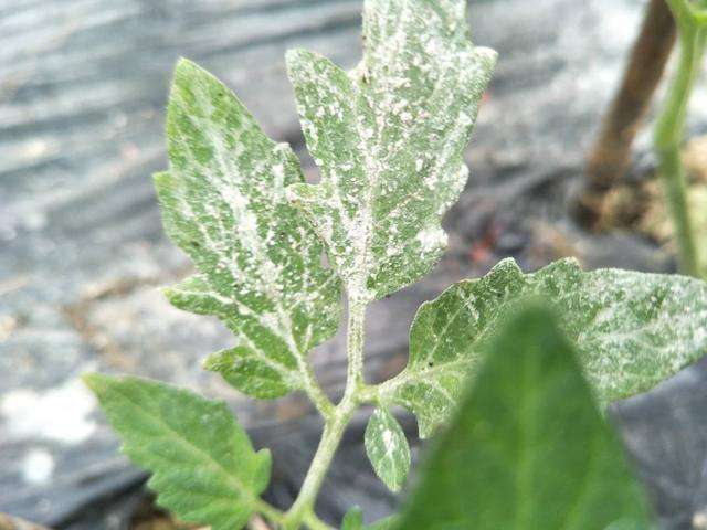 西红柿有白粉病能吃吗,西红柿白绢病的危害