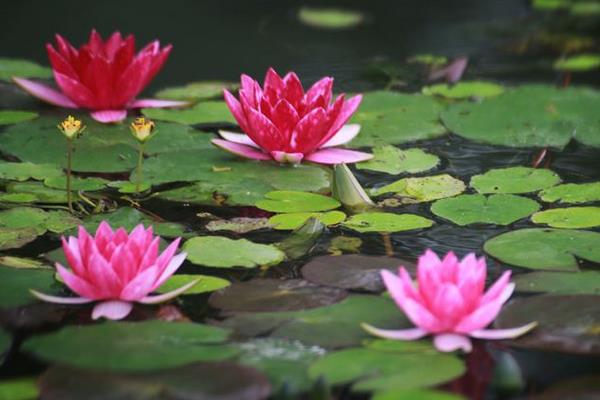 睡莲为啥叫睡莲,睡莲为什么叫睡莲是很爱睡觉吗