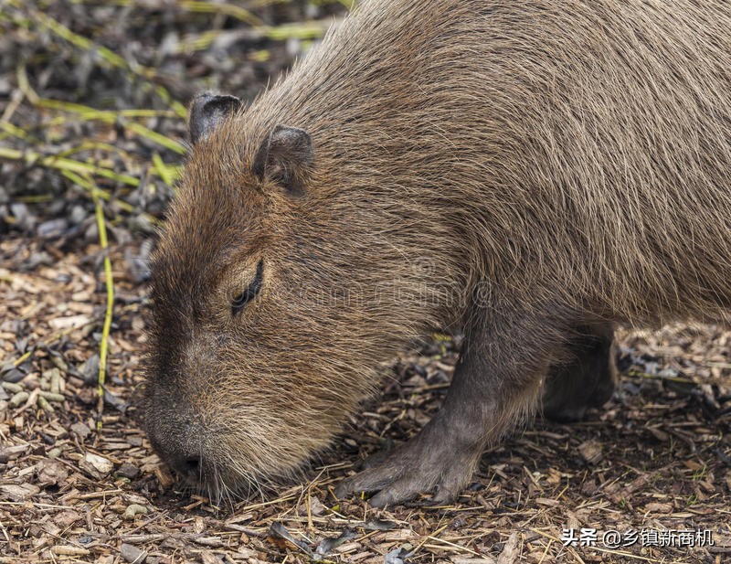 农村返乡养殖创业的补助是多少,返乡创业搞养殖带领群众致富