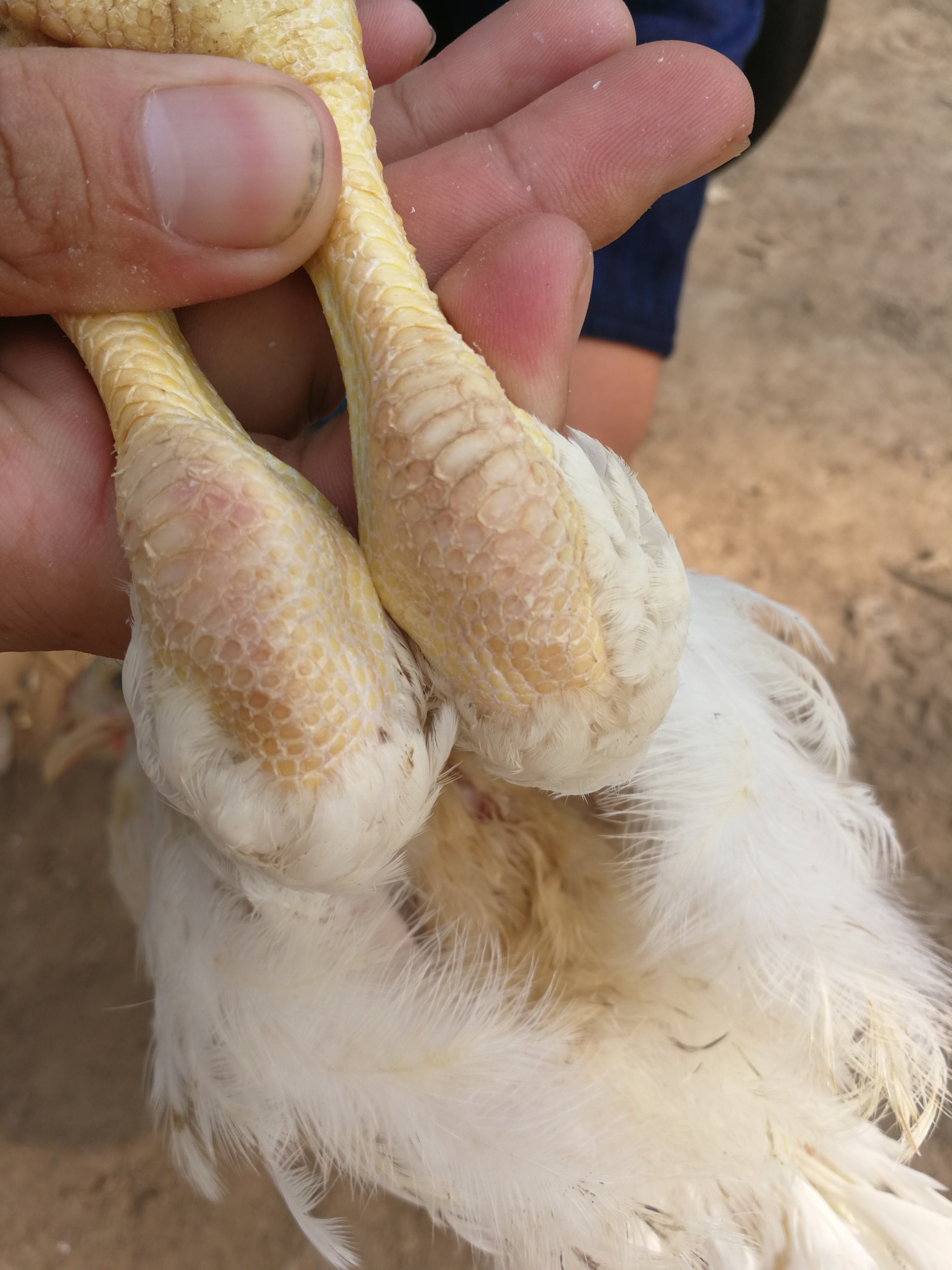 817肉鸡吃得多不长肉怎么回事,817肉鸡后期吃料少是什么原因