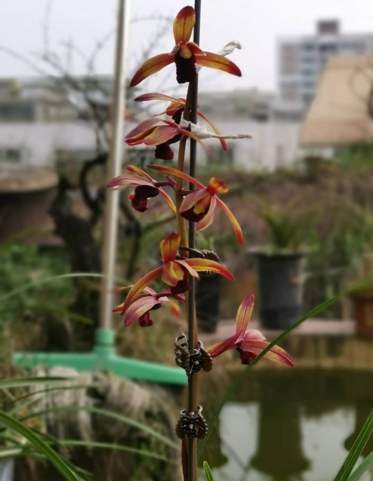 毕节蕙兰极品开花图,贵州毕节的野生兰花