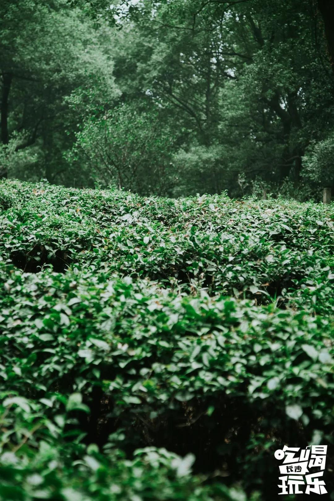 长沙岳麓区适合一个人去的地方,五一长沙岳麓区哪里好玩