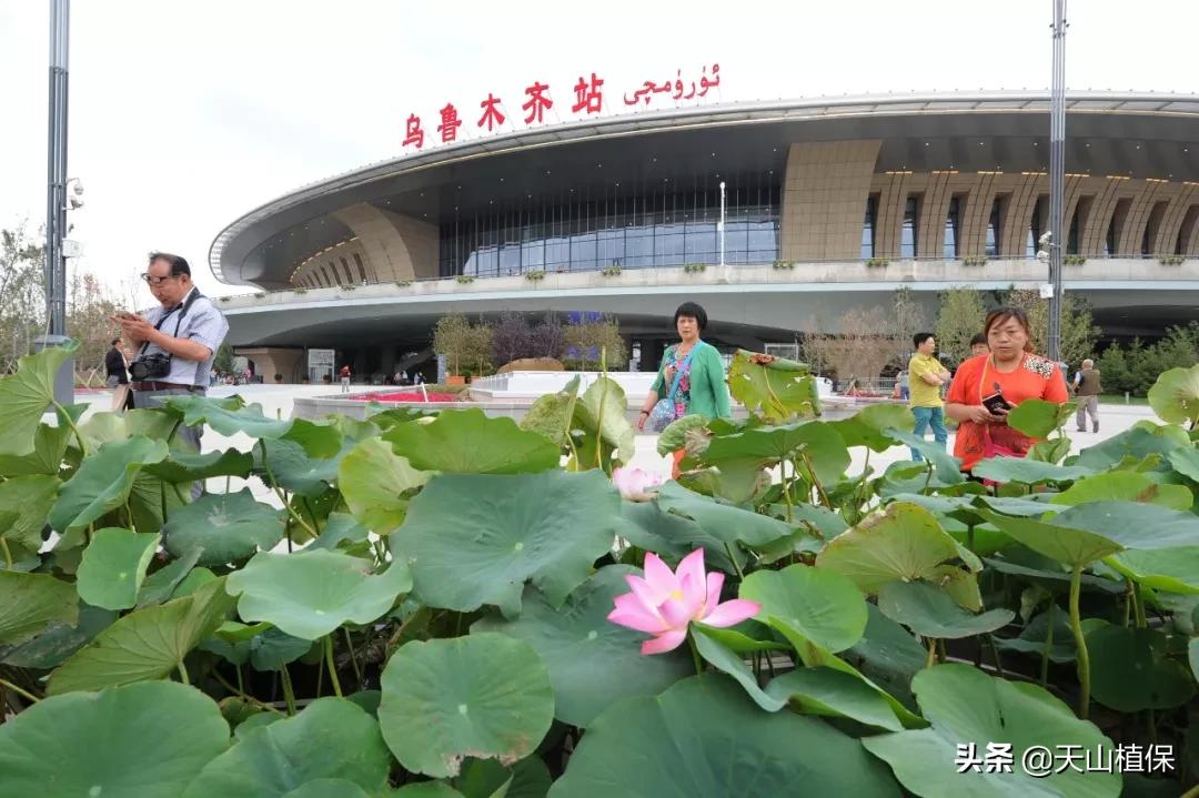 上榜啦！*疆新**鸟市和石市即将被国家命名！未来发展不可估量
